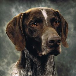 German Shorthaired Pointers from SouthMtn