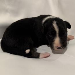 Maeve - Tri-color female Border Collie puppy in Paris, Texas from Broadmoor Farm