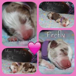Firefly - Red merle female Australian Shepherd puppy in Levelland, Texas from Once Upon a Time Aussies