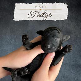 Fudge - Black male Labradoodle puppy in Kingman, Arizona from The Dood Ranch