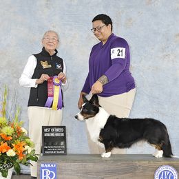 Cardigan Welsh Corgi All Grown Up from Kahukura Cardigans