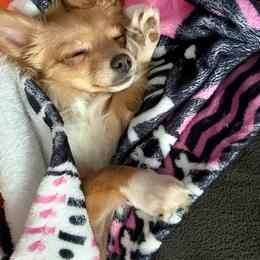 Chihuahua puppies from Royalty Kennels