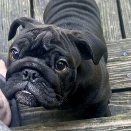 Apate - Black tri-color female Bulldog puppy in Fort White, Florida from Bullgodz English Bulldogs