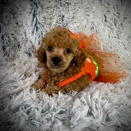 Lil Sunny - Apricot female Poodle puppy in Newcomerstown, Ohio from Sheri’s Lil Angel’s