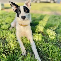 Snap - Black and white female Border Collie puppy in Oakley, California from Von Guadachi German Shepherds & Audacity Border Collies