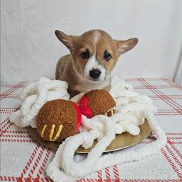 Butters (AKA Tramp) - Red male Pembroke Welsh Corgi puppy in Deming, New Mexico from Dragon Ridge Corgis