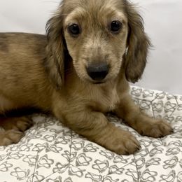 Shaded cream dapple - Cream male Dachshund puppy in Wisconsin from Sabe and Shabe’s Doxies