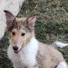 Collie Puppies from Lakeside Collies