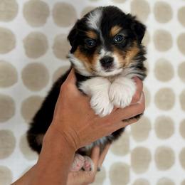 Tulip - Black tri-color female Australian Shepherd puppy in Salinas, California from AA Aussies