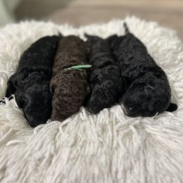 Goldendoodle Puppies from Our Darling Doodles