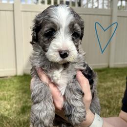 Bernedoodle, Cavalier King Charles Spaniel, and Poodle Puppies from Ellas.Pups (Bernedoodles & Cavapoos)