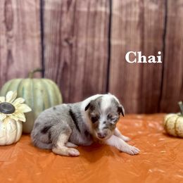 Girl 2 - female Collie puppy in Waterville, Iowa from Lisa’s Lassies