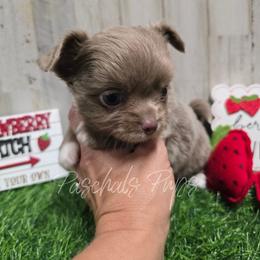 Dabble - Chocolate blue male Chihuahua puppy in Bowdon, Georgia from Paschal's Pups