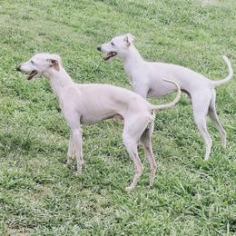 Ice - Italian Greyhound