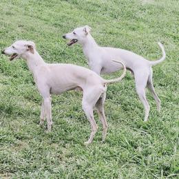 Ice - Italian Greyhound