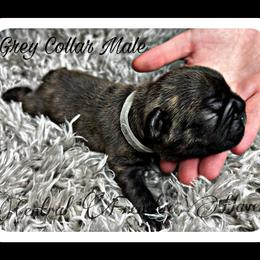 French Bulldog Puppies from Central Frenchie Haven