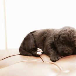 Alistair - male Newfypoo puppy in Marshallville, Ohio from Windy Hill Dogs