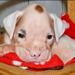 Boy 2 - White male Boxer puppy in Canterbury, Connecticut from Franklin’s Boxers