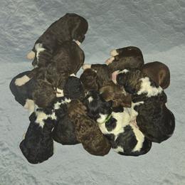 Pumpkin - Black and white female Bernedoodle puppy in Mckenzie, Tennessee from Small Town Doodles & Poodles