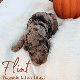 Flint - Merle male Goldendoodle puppy in Livermore, Colorado from Heritage Hills Family Doodles