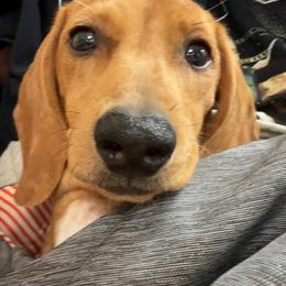 Halo - Dapple female Dachshund puppy in El Paso, Texas from Stella's Lone Star Kennels