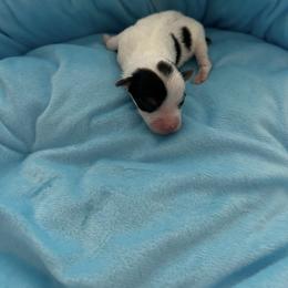 Tricolor Parti - Chocolate, tan and white male Yorkshire Terrier puppy in Virginia Beach, Virginia from Mary's Precious Yorkies
