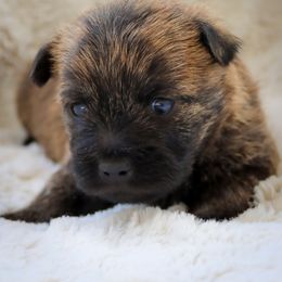 Skye - Wheaten brindle female Cairn Terrier puppy in St. Joseph, Missouri from Stone & Thistle Cairn Terriers