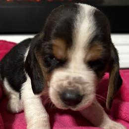 Fiona - Black white and brown female Basset Hound puppy in Walnut Grove, Missouri from C & L Beagles and Bassets