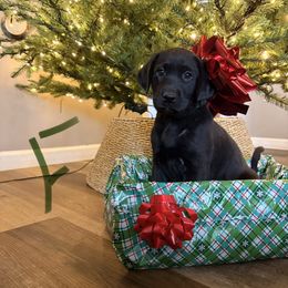 Green - Black male Labrador Retriever puppy in Talking Rock, Georgia from Bethel Woods Kennels