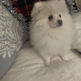 Solar - White female Pomeranian puppy in Stockton, California from CutiePoms