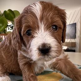 Uno - Apricot female Goldendoodle puppy in Gilbert, Arizona from DogHouse Doodles
