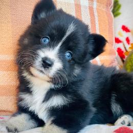 Hennessy - Tri-color female Pomsky puppy in Greenville, South Carolina from Thicketty Mountain Pomskies