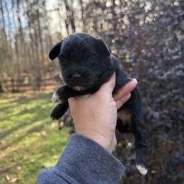 Mocha - Black female Yorkipoo puppy in Henderson, North Carolina from Dorans Danes and Doodles