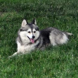 Nickie - Pomsky