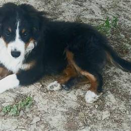 Red - Black tri male Miniature Australian Shepherd puppy in Middleburg, Florida from Dog Father Kennels