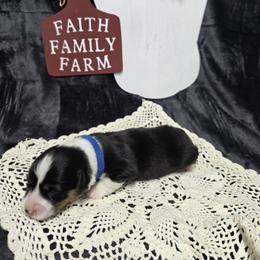 Blue male - Black and tan male Pembroke Welsh Corgi puppy in Harrisburg, Illinois from Parish Corgis