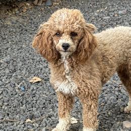 Summer - Poodle