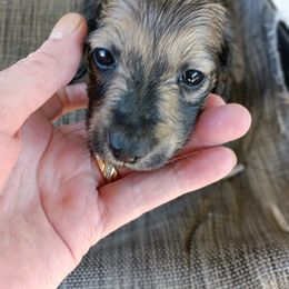 Dachshund Puppies from Bailey's Dachshunds