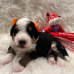 Sally Orange Girl - Tri-color female Bernedoodle puppy in The Woodlands, Texas from Gracie's Goldendoodles and Bernedoodles