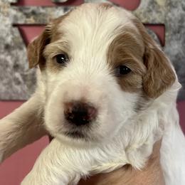 Boy 2 - Parti male Goldendoodle puppy in Placerville, California from New Dawn Poodles and Doodles
