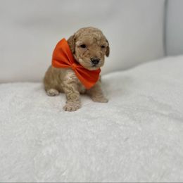 Maltipoo Puppies from Piper N Penny