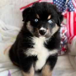 Boy 3 - Black & white male Australian Shepherd puppy in Casco, Michigan from Colorful Dreamers Australian Shepherds