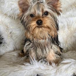Maltese puppies from Kallos kennels