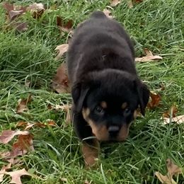 Rottweiler Puppies from Lori's Rottweilers