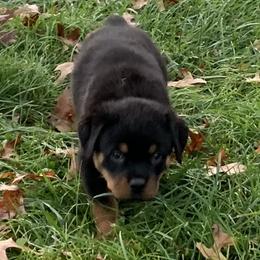 Rottweiler Puppies from Lori's Rottweilers