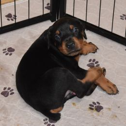 Doberman Pinscher Puppies from Birkline Dobermans