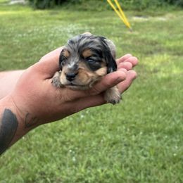 Mater - Dapple male Dachshund puppy in Charlotte County, Florida from Doxie Den