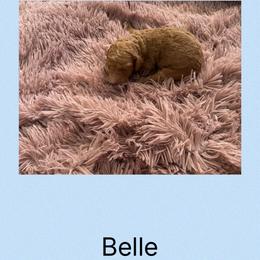 AKC Standard poodle Belle - Red  female Poodle puppy in Harrisburg, Arkansas from Ransone’s Ridge Runners Poodles and Doodles