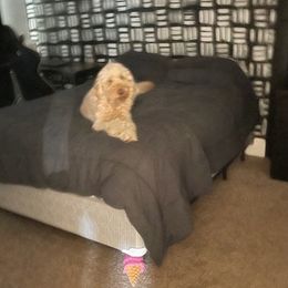 Goldendoodles from Danielle's Goldendoodles