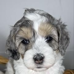 Elsa - female Australian Mountain Doodle puppy in Jerome, Idaho from Tolman Acres